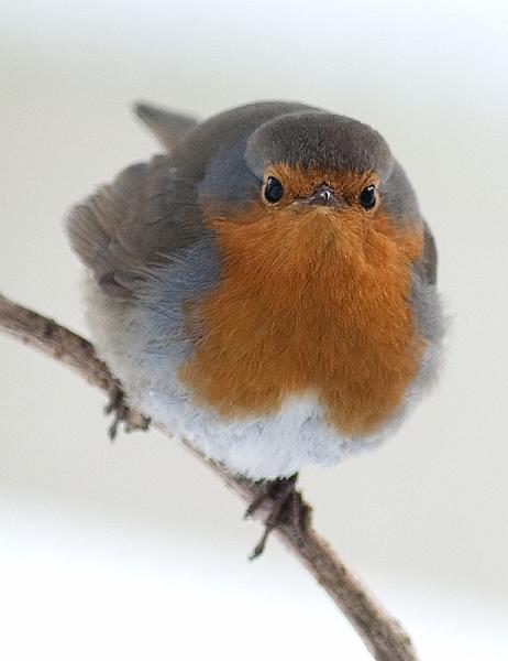 Rødstrupe - European robin (Erithacus rubecula) ad.jpg